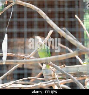 Blue-rumped Parrot in cage Stock Photo