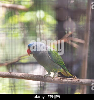 Blue-rumped Parrot in cage Stock Photo