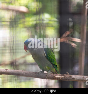 Blue-rumped Parrot in cage Stock Photo