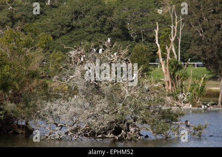 Cormorants in a tree at Duck Pond in Centennial Park in Sydney, Australia. Stock Photo