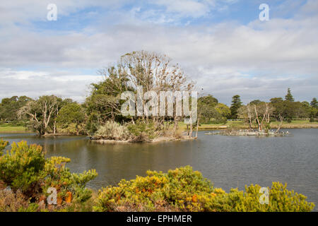 Cormorants in a tree at Duck Pond in Centennial Park in Sydney, Australia. Stock Photo