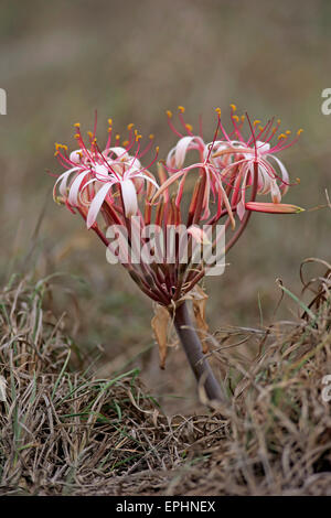 Flowering South African Crinum Lily (Crinum buphanoides), Kruger National Park, South Africa Stock Photo