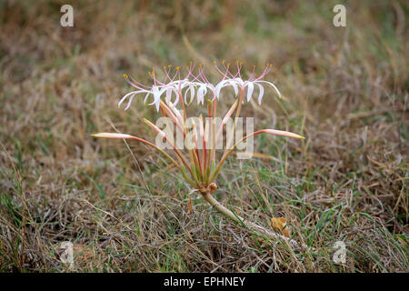 Flowering South African Crinum Lily (Crinum buphanoides), Kruger National Park, South Africa Stock Photo