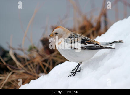 Snow Bunting (Plectrophenax nivalis), female, Kuusamo, Finland Stock Photo