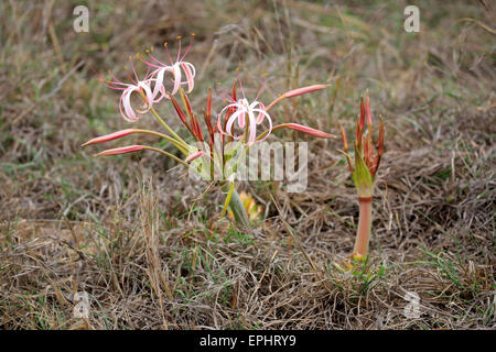 Flowering South African Crinum Lily (Crinum buphanoides), Kruger National Park, South Africa Stock Photo