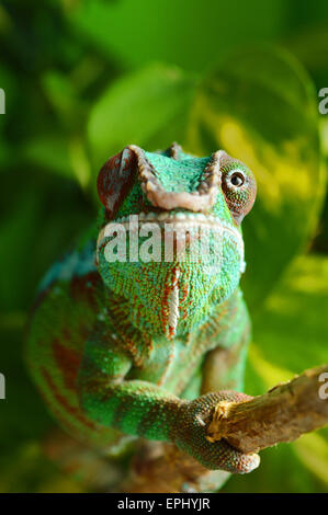 panther chameleon (furcifer pardalis) Stock Photo