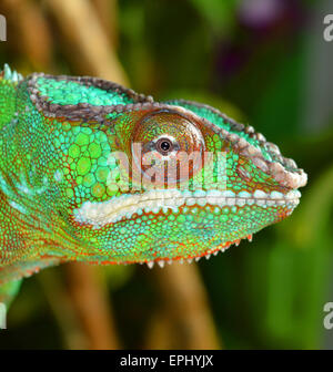 panther chameleon (furcifer pardalis)