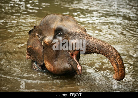 The elephant in water Stock Photo