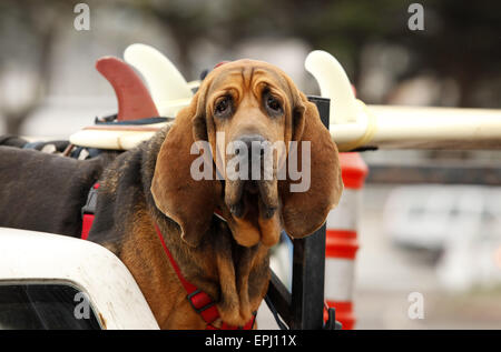 red dog in car Stock Photo