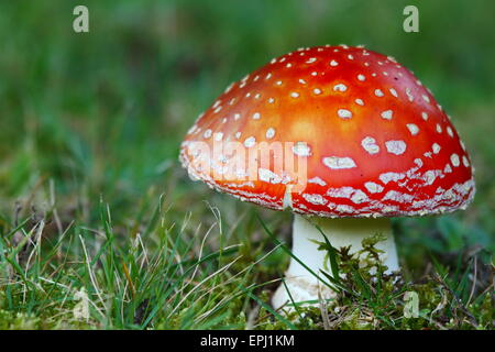 Amanita muscaria, commonly known as the fly agaric or fly amanita, is a mushroom and psychoactive basidiomycete fungus. Stock Photo