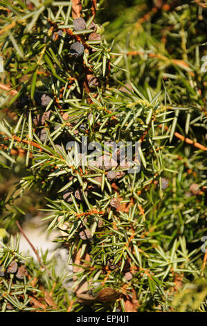 Juniper Stock Photo