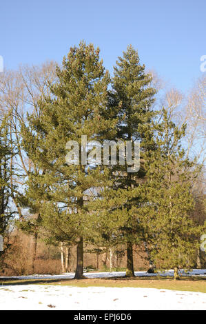 Macedonian pine Stock Photo