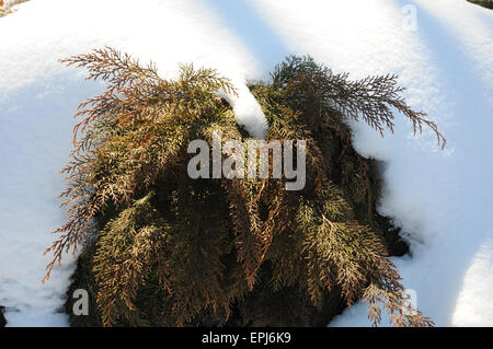 Siberian carpet cypress Stock Photo