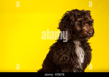 Cockerpoo cross bred dog (Spaniel cross poodle) Stock Photo