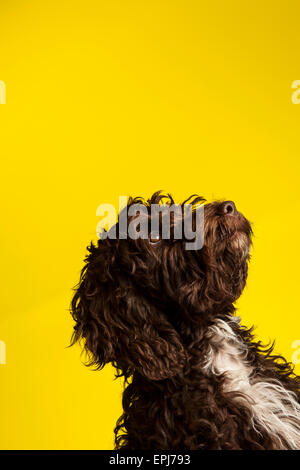 Cockerpoo cross bred dog (Spaniel cross poodle) Stock Photo