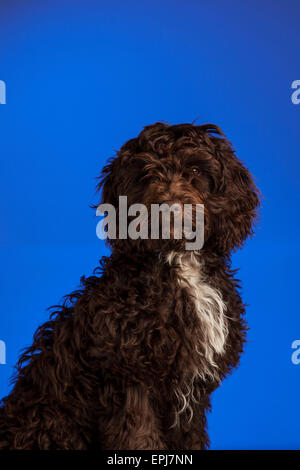 Cockerpoo cross bred dog (Spaniel cross poodle) Stock Photo