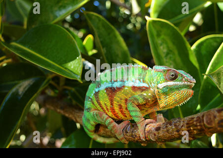 panther chameleon(furcifer pardalis) Stock Photo