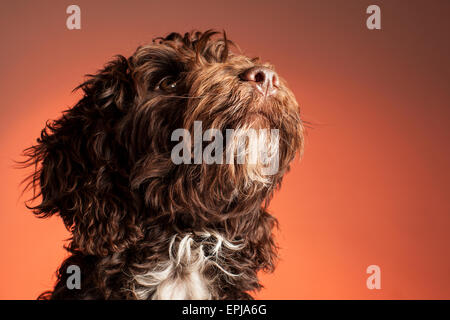 Cockerpoo cross bred dog (Spaniel cross poodle) Stock Photo