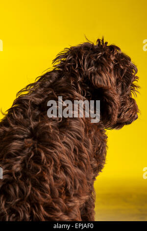 Cockerpoo cross bred dog (Spaniel cross poodle) Stock Photo