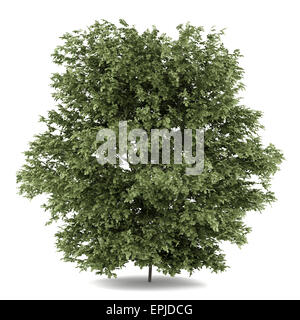 common hazel tree isolated on white background Stock Photo