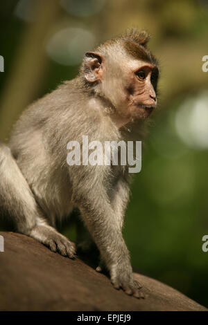 Portrait of the monkey Stock Photo