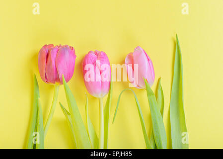 Three pink tulips on yellow Stock Photo