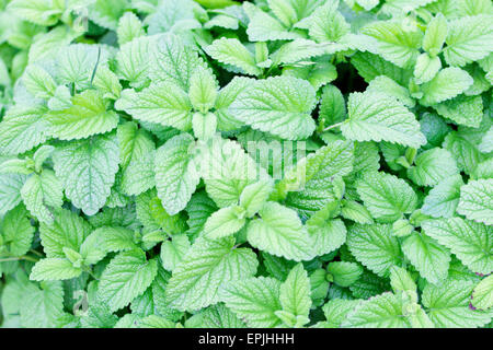 Macro image of fresh green mint plants Stock Photo