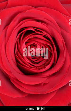 Nahaufnahme Blüte rote Rose zum Muttertag oder Valentinstag Stock Photo