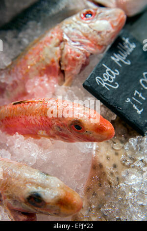 A selection of fresh fish including Red Mullet in a fishmongers counter UK Stock Photo