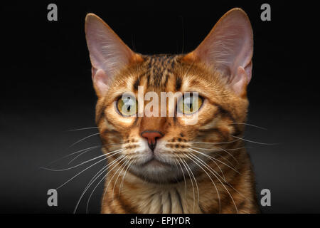 closeup bengal cat looking in camera Stock Photo