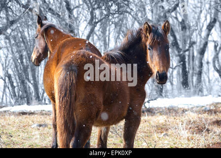 Red horses on the field Stock Photo