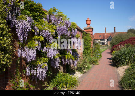 Flowering Wisteria floribunda 'Yae kokuryu' at RHS Wisley Gardens, Surrey, England Stock Photo