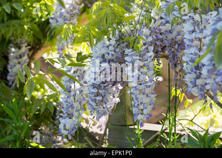 Flowering Wisteria floribunda 'enchantment' Stock Photo