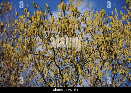 Hazel catkins Stock Photo