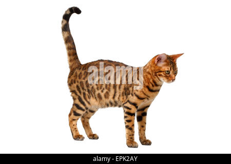 bengal cat walking on white Stock Photo
