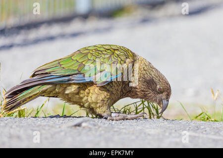 Kea portrait, alpine parrot, South Island, New Zealand. Stock Photo