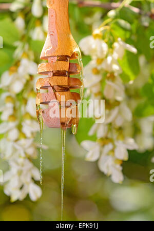 robinia honey with acacia blossoms in nature Stock Photo