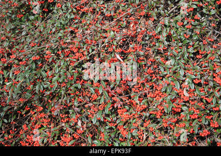 Willow leaved cotoneaster Stock Photo