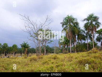 Panama, Darien Province, Filo Del Tallo, Darien National Park Stock Photo