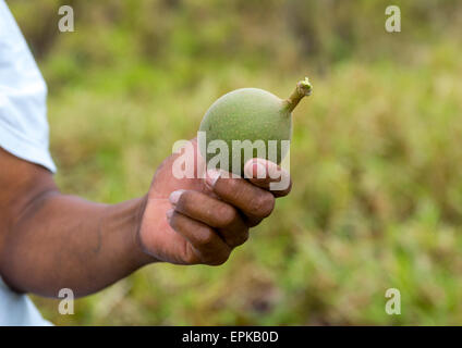 Panama, Darien Province, Filo Del Tallo, Embera Man Collecting Fruits Used To Dye Clothes In Filo Del Tallo Stock Photo