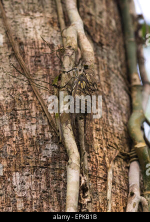 Panama, Darien Province, Filo Del Tallo, Vines Wrapped Around A Tree In Darien National Park Stock Photo