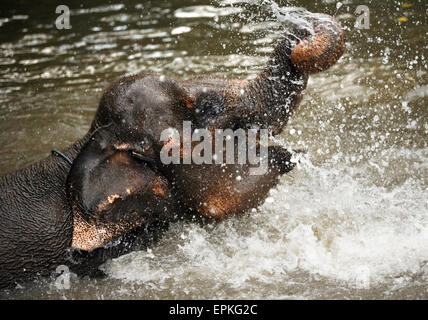 The elephant in water Stock Photo