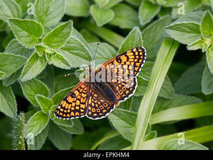 Glanville Fritillary. Hutchinson's Bank, New Addington, Surrey, England. Stock Photo