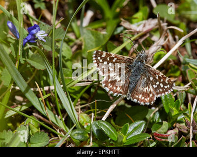 Grizzled Skipper. Cotley Hill, Heytesbury, Wiltshire, England. Stock Photo