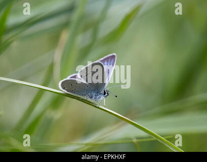 Small Blue resting on grass. Cotley Hill, Heytesbury, Wiltshire, England. Stock Photo