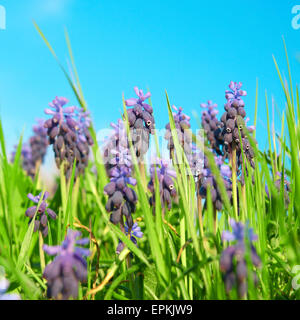 Blue flowers grape hyacinths Stock Photo