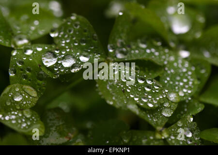 raindrops on green  leaves Stock Photo