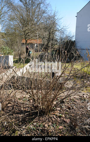 Black currant pruning Stock Photo