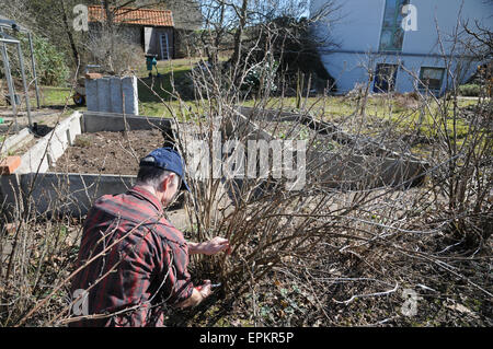 Red currant pruning Stock Photo