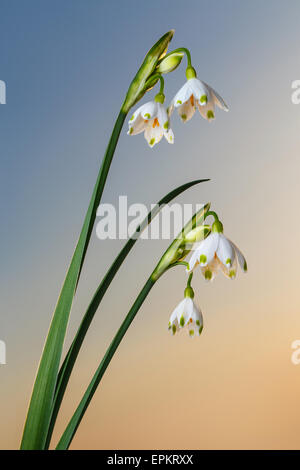 Snowdrop bell shaped flowers on pure sky